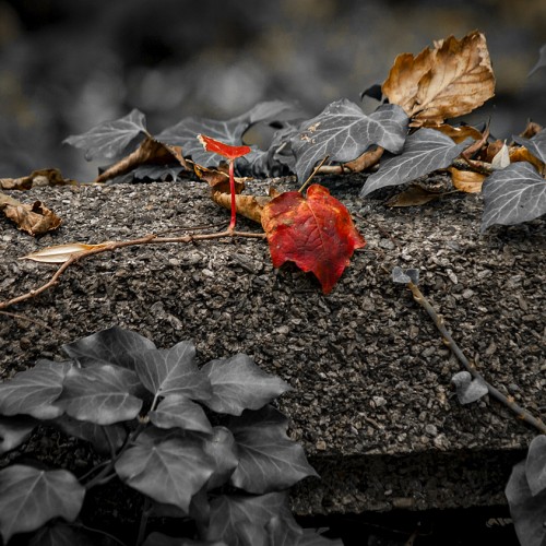natur-5
